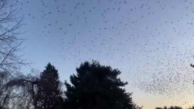 Birds in the sky