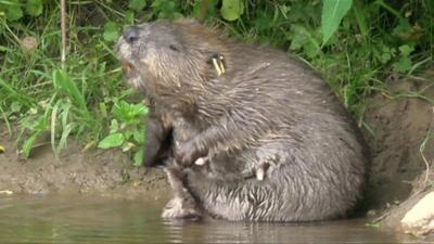 Beaver having a scratch