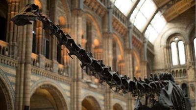 Dippy, the famous dinosaur that used to sit in the entrance of the Natural History Museum has finally begun his trip around the UK