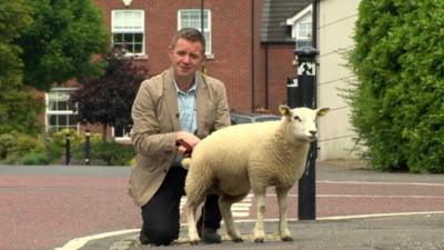 BBC News reporter Conor Macauley was filming a piece to camera when nature called for Button the lamb