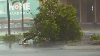 Tree damaged in Cyclone Debbie