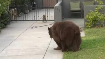 Bear and dogs