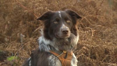Sussex search dog