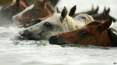 Close up of ponies heads sticking out of the water as they swim in the annual 'pony swim' on Chincoteague Island in the US state of Virginia