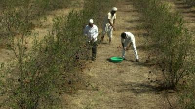 Farmers in India