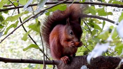 Red squirrel