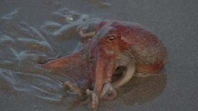 The cephalopods washed up at New Quay, in Ceredigion