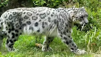 Rare snow leopard cubs debut at Bronx Zoo - BBC News