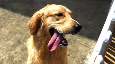 A dog with his tongue hanging out