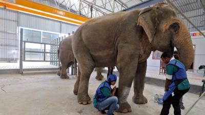 Elephant having an X-ray