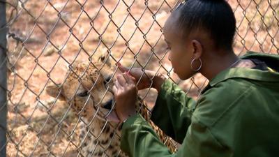 Some visiting Diji the cheetah