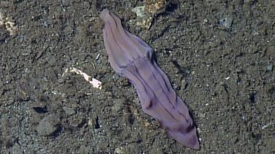 Xenoturbella