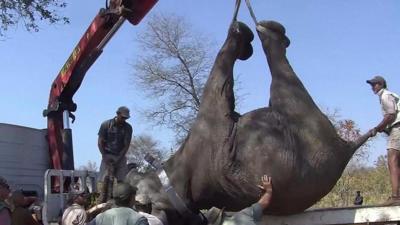 Elephant upside down on a lorry