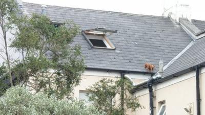 Puppy stuck in gutter on roof