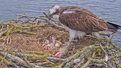 The Rutland Osprey Project has helped to restore the numbers of the birds