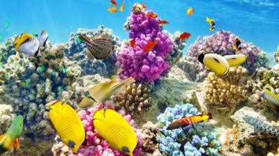 Fish in coral reef