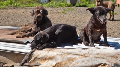 Dogs sunbathing