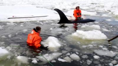 Rescuers try to free orcas trapped in ice