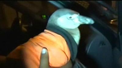 Penguin being held by police