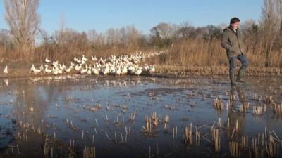 Ducks on a farm