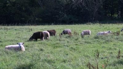 Sheep grazing in a field