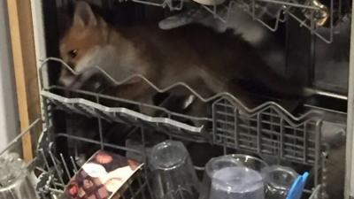 Fox in dishwasher