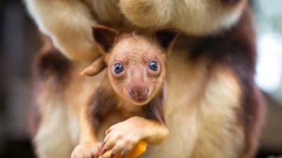 Tree Kangaroo joey in pouch