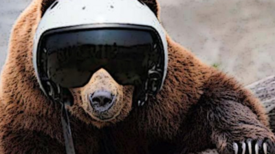 bear in helmet