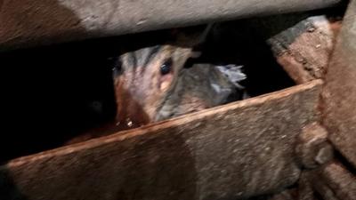 Muntjac deer in water wheel