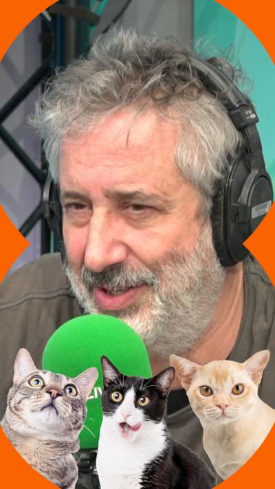 David Baddiel wearing headphones, with three pictures of cats superimposed on top