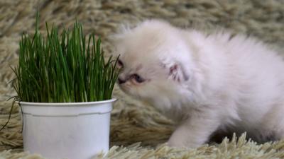 A kitten considers some grass.