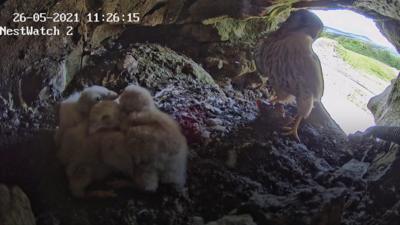 Kestrels in their nest in a quarry.