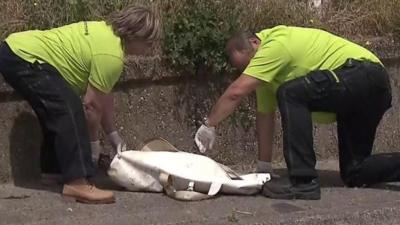 Rescue workers try to save contaminated birds