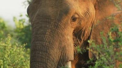 African-Elephant.