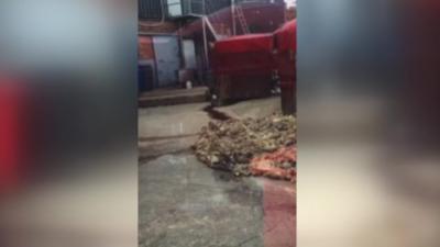 The video appears to show sheep carcasses and offal in the open air.