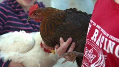 Some competitors resorted to questionable tactics at the World Hen Racing Championships in Bonsall.