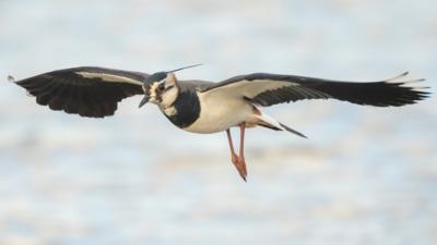 Lapwing