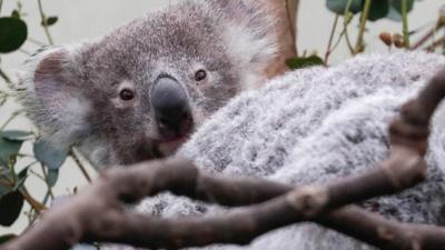 Koala in tree