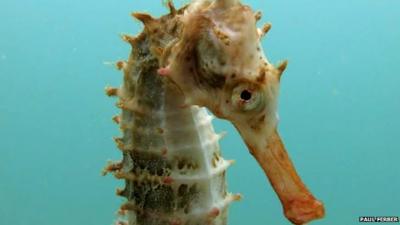 Seahorse close up