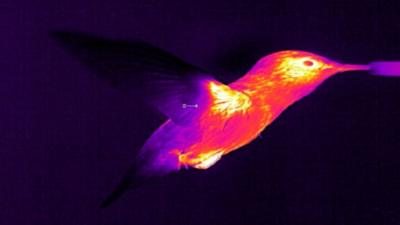 Thermal image of hovering hummingbird