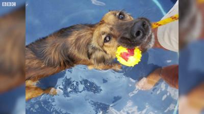 Dog in a swimming pool