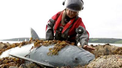 Whale model being rescued