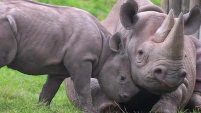 Rhinos at Chester Zoo