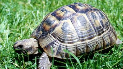 Tortoise in the grass