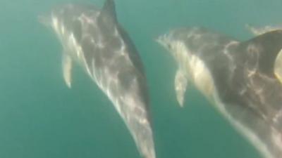 Dolphins at Cardigan Bay