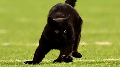 Black Cat invades the field in the NFL