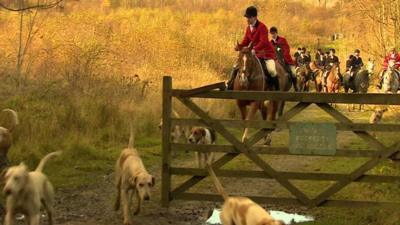 Fox hunt with dogs