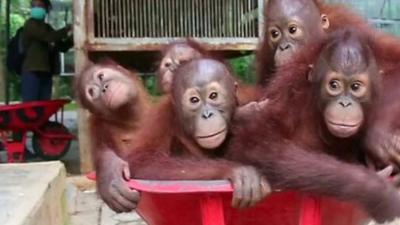 Orangutans