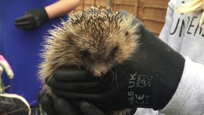 Injured hedgehog