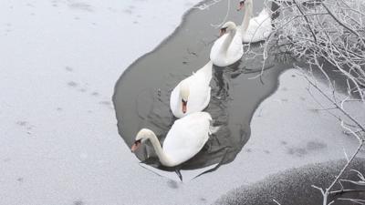 Swan frozen water